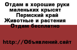 Отдам в хорошие руки маленьких крысят - Пермский край Животные и растения » Отдам бесплатно   